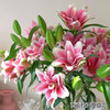 精品花材西亚拉重瓣百合花5支多头 商品缩略图0