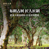 澜沧古茶2021年金霸道普洱茶生茶勐海布朗山古树茶叶大饼357g 商品缩略图1