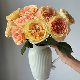 肯尼亚进口鲜花Apricot swirl杏色漩涡玫瑰花10支