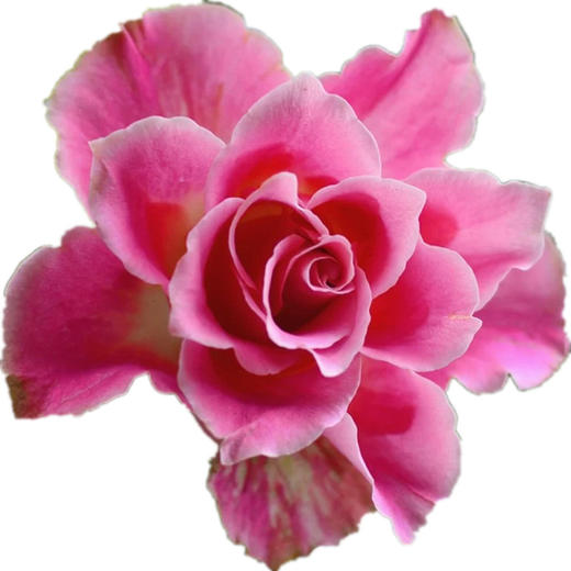 肯尼亚进口花园玫瑰japanese tale日本故事12支 商品图4