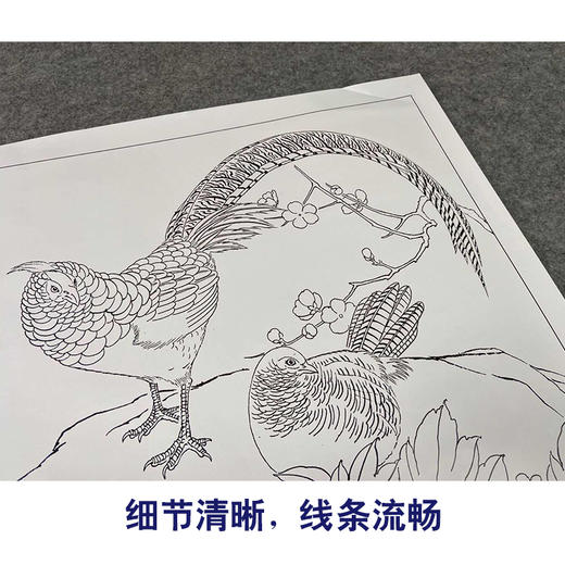 有步驟大彩圖鄭玲玲工筆花鳥畫白描稿牡丹錦雞暮暮朝朝斗方小品冊頁zl