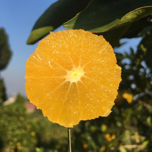 麻阳冰糖橙【今年的口感比往年更甜，价格却还是低迷，果农辛勤的付出好像又要付之东流，我们尽力帮一帮吧】 商品图1