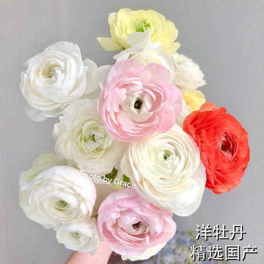 精品花材洋牡丹8支多色选择 商品图2