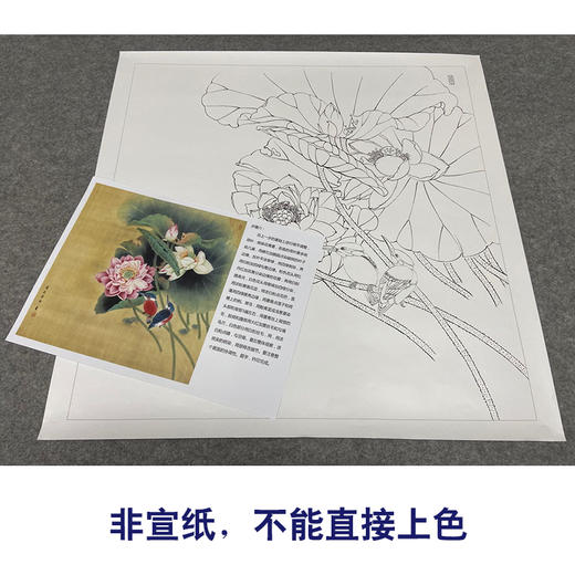 【有步骤、大彩图】郑玲玲工笔画白描底稿斗方小品《香风翠羽情意长》荷花初学者临摹花鸟线稿ZL89 商品图2