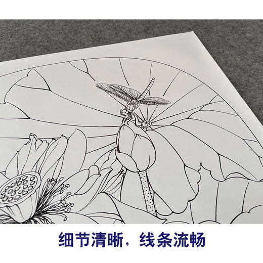 【有步骤、大彩图】郑玲玲工笔画白描底稿小品《雨后新荷》荷花蜻蜓初学者临摹花鸟线稿ZL82 商品图4