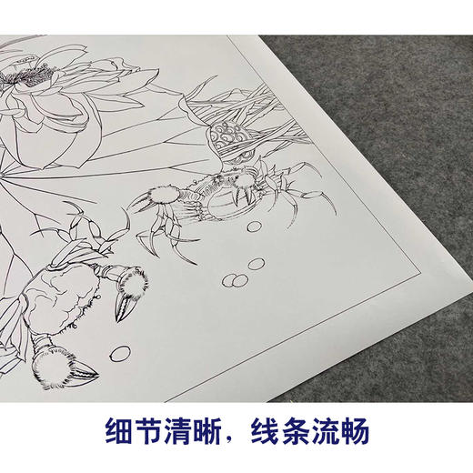【有步骤、大彩图】郑玲玲工笔画白描底稿《和谐图》荷花螃蟹初学者临摹花鸟线稿ZL50 商品图4