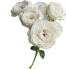 肯尼亚进口Fairly kiss white白色仙子之吻多头玫瑰10支 商品缩略图4