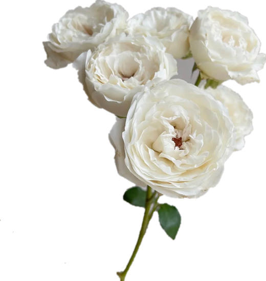 肯尼亚进口Fairly kiss white白色仙子之吻多头玫瑰10支 商品图4