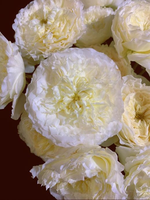 肯尼亚进口奥斯汀玫瑰花PATIENCE耐心12支 商品图2