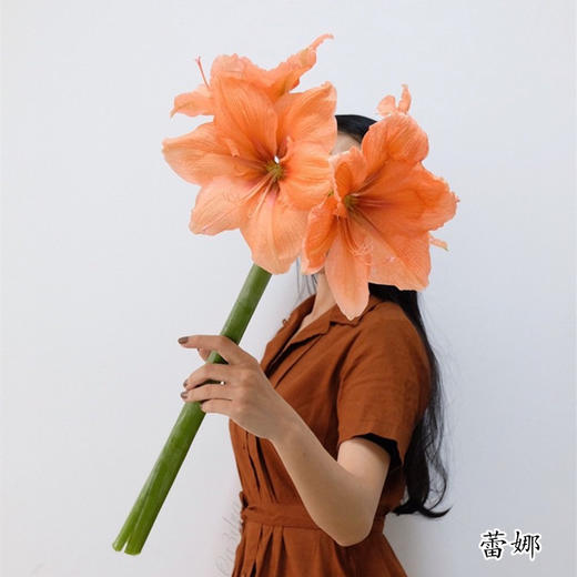 精品花卉朱顶红鲜切花2支 商品图2