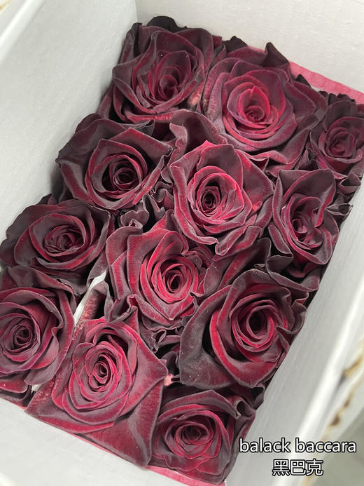 肯尼亚进口玫瑰花black baccara黑巴克12支 商品图4