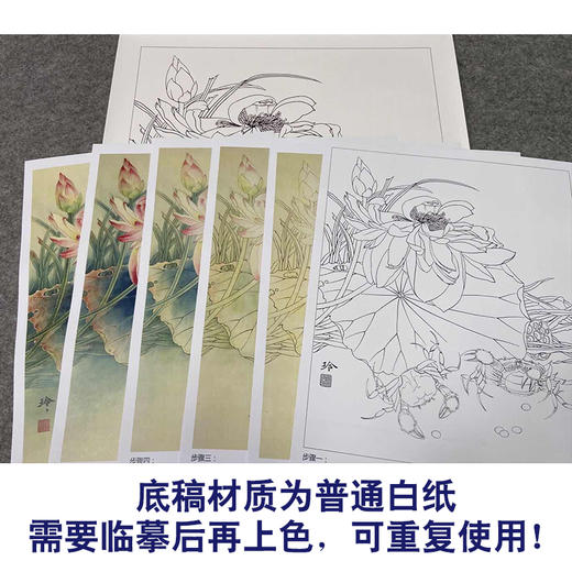 【有步骤、大彩图】郑玲玲工笔画白描底稿《和谐图》荷花螃蟹初学者临摹花鸟线稿ZL50 商品图3