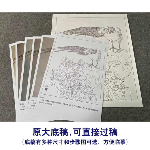【有步骤、大彩图】郑玲玲工笔画白描底稿《聆听花语》牡丹锦鸡初学者临摹花鸟线稿ZL55 商品图1