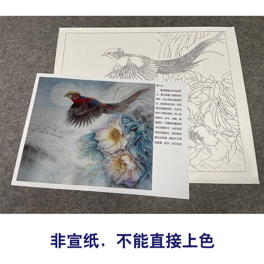 【有步骤、大彩图】郑玲玲工笔画白描底稿小品《静谧梦里》红腹锦鸡初学者临摹花鸟线稿ZL60 商品图2