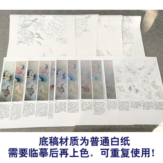 【有步骤、大彩图】郑玲玲工笔画白描底稿四条屏荷花图《春夏秋冬》ZL98 商品图3