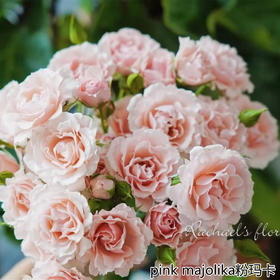 肯尼亚花园pink majolika粉玛卡多头10支