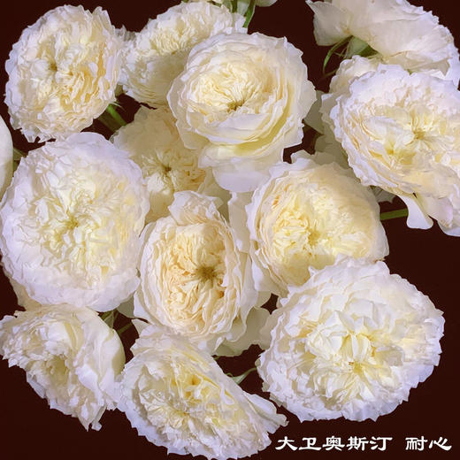 肯尼亚进口奥斯汀玫瑰花PATIENCE耐心12支 商品图0