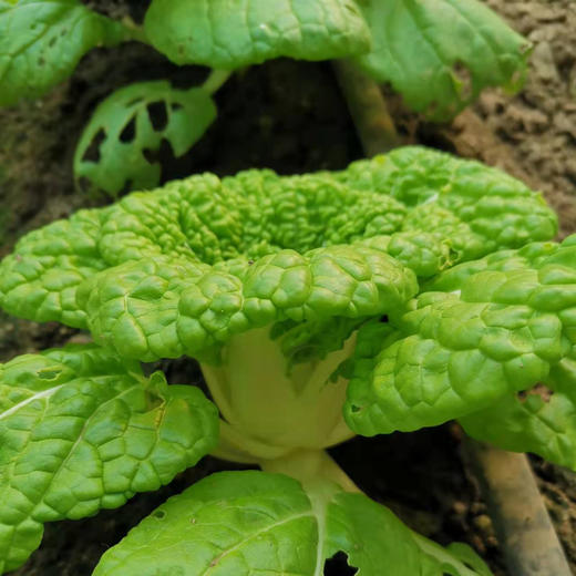 【农场发货】六里地现采黄心乌塌菜300g 商品图2