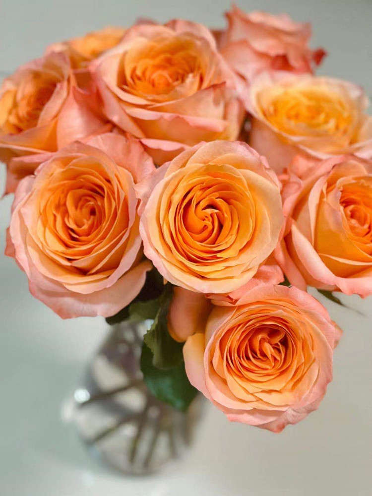 厄瓜多尔coral reef 珊瑚礁玫瑰花10支