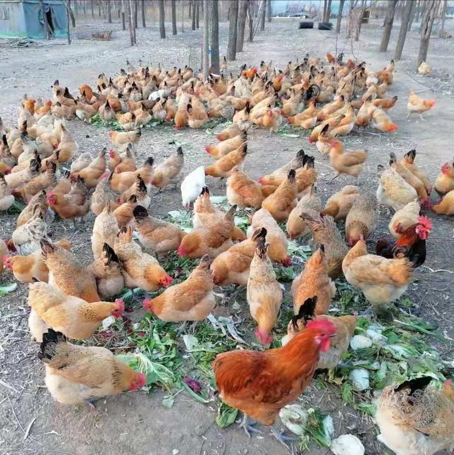 生态鸡份额  (母鸡) | 林下散养 | 包邮 周二五发货 *石嫣农场  Chicken (Hen)