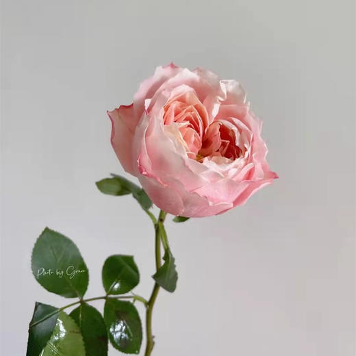 肯尼亚进口玫瑰Princess Sakura樱花公主12支 商品图2