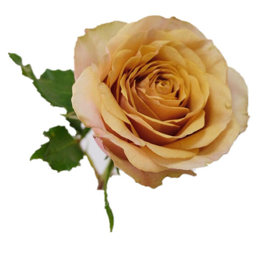 肯尼亚花园玫瑰GOLDEN MUSTARD黄金芥末10支 商品图4