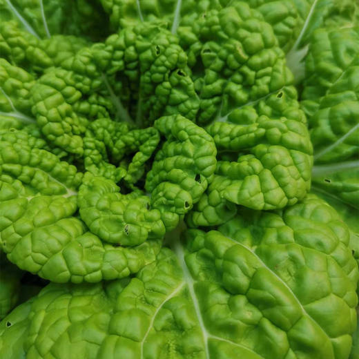 【农场发货】六里地现采黄心乌塌菜300g 商品图3