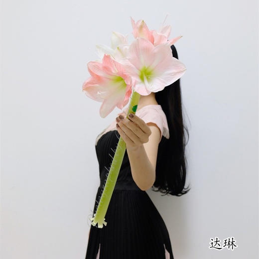 精品花卉朱顶红鲜切花2支 商品图1