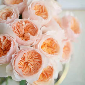 肯尼亚进口高端花材奥斯汀Juliet朱丽叶12支