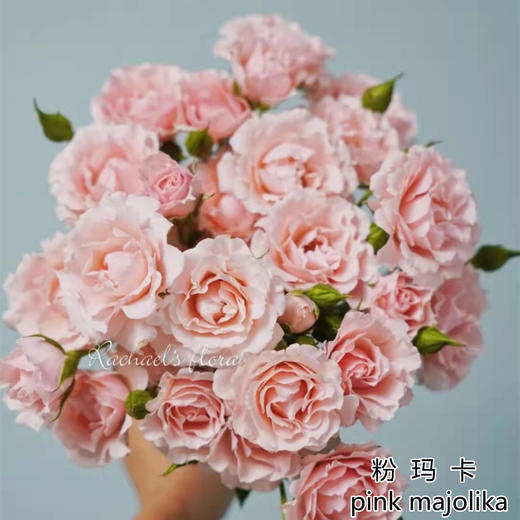 肯尼亚花园pink majolika粉玛卡多头10支 商品图4