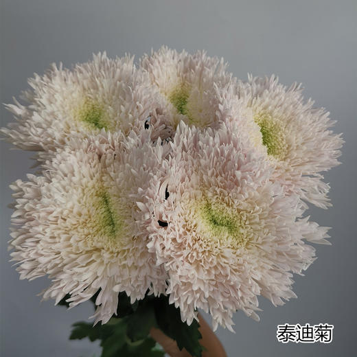 昆明重瓣面包菊10支 商品图1