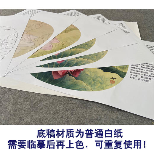 【有步骤、大彩图】郑玲玲工笔画白描底稿小品《雨后新荷》荷花蜻蜓初学者临摹花鸟线稿ZL82 商品图3
