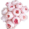 肯尼亚进口玫瑰Princess Sakura樱花公主12支 商品缩略图4
