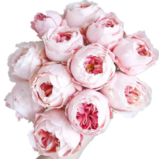 肯尼亚进口玫瑰Princess Sakura樱花公主12支 商品图4