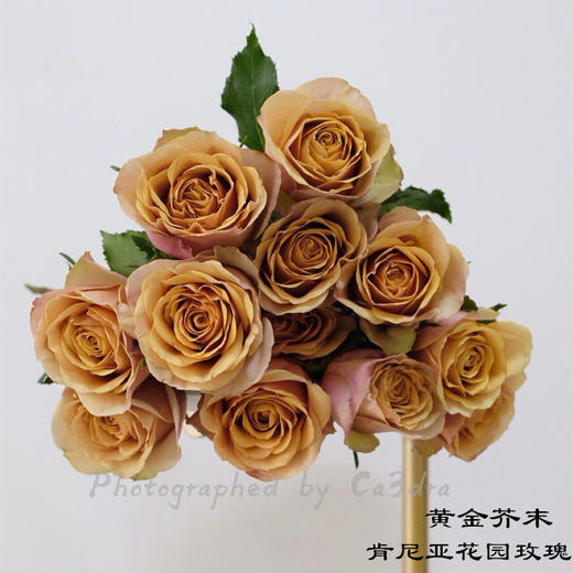 肯尼亚花园玫瑰GOLDEN MUSTARD黄金芥末10支 商品图1