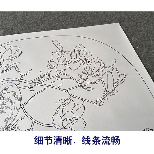 【有步骤、大彩图】郑玲玲工笔画白描底稿小品《黄眉玉兰图》初学者临摹花鸟线稿ZL64 商品图4