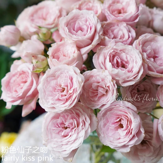 肯尼亚进口花材fairly kiss pin粉色仙子之吻多头玫瑰10支 商品图8