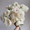 肯尼亚进口Fairly kiss white白色仙子之吻多头玫瑰10支 商品缩略图2