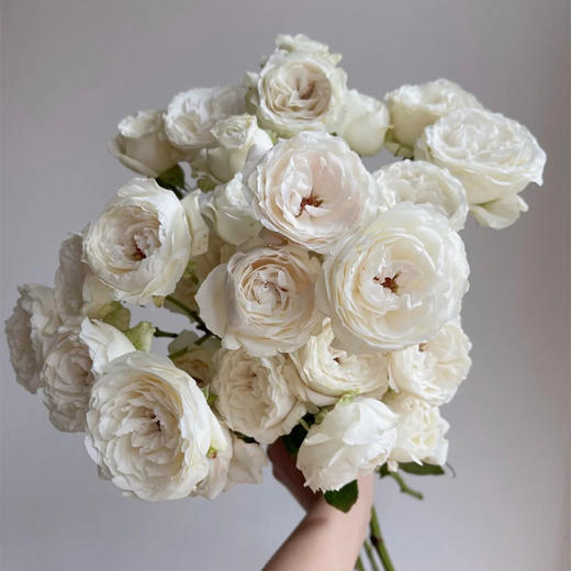 肯尼亚进口Fairly kiss white白色仙子之吻多头玫瑰10支 商品图2