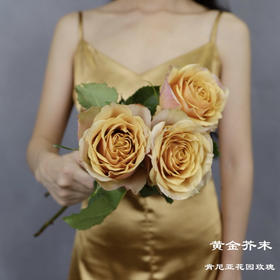 肯尼亚花园玫瑰GOLDEN MUSTARD黄金芥末10支