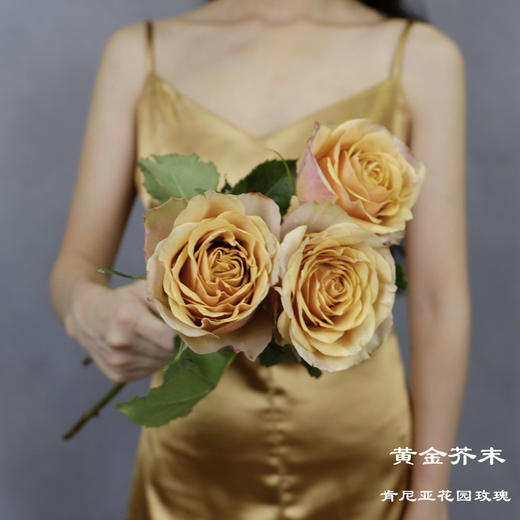 肯尼亚花园玫瑰GOLDEN MUSTARD黄金芥末10支 商品图0