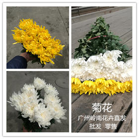 白黄菊花批发基地直发