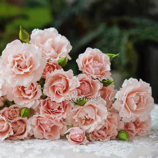 肯尼亚花园pink majolika粉玛卡多头10支 商品图3