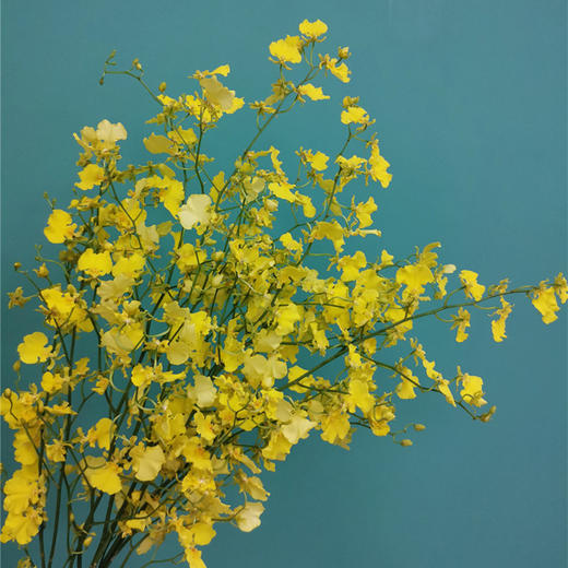 文心兰10支 商品图3