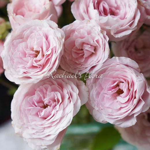 肯尼亚进口花材fairly kiss pin粉色仙子之吻多头玫瑰10支 商品图7