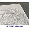 【有步骤、大彩图】郑玲玲横幅工笔画白描底稿《富贵白头图》牡丹初学者临摹花鸟线稿ZL95 商品缩略图4