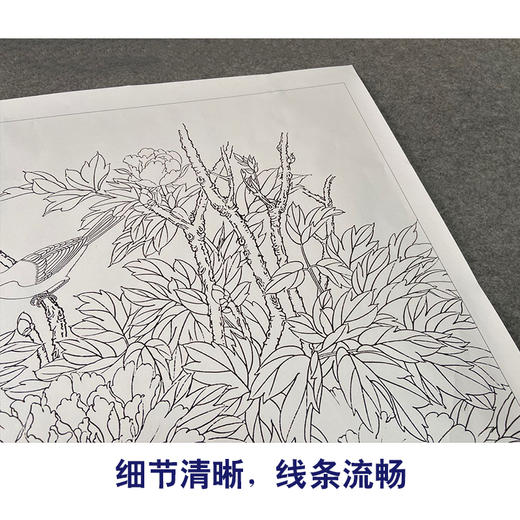 【有步骤、大彩图】郑玲玲横幅工笔画白描底稿《富贵白头图》牡丹初学者临摹花鸟线稿ZL95 商品图4