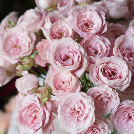 肯尼亚进口花材fairly kiss pin粉色仙子之吻多头玫瑰10支 商品图9