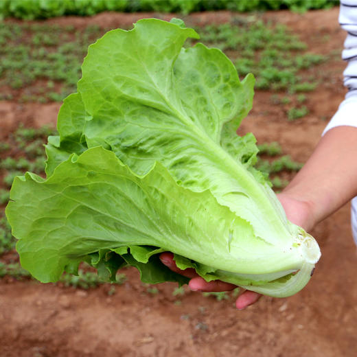 全年使用 蔬菜礼盒券 12种新鲜时令蔬菜新鲜现采  提货方便 京津冀包邮 商品图4