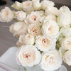 肯尼亚进口Fairly kiss white白色仙子之吻多头玫瑰10支 商品缩略图0